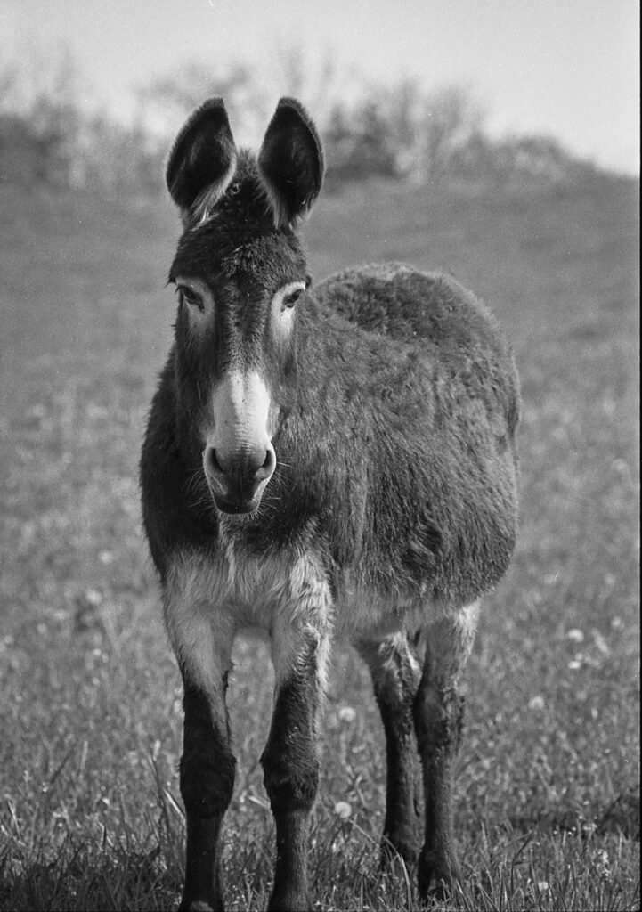 Donkey in a Field