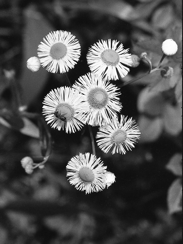 Tiny Flowers and a Bee