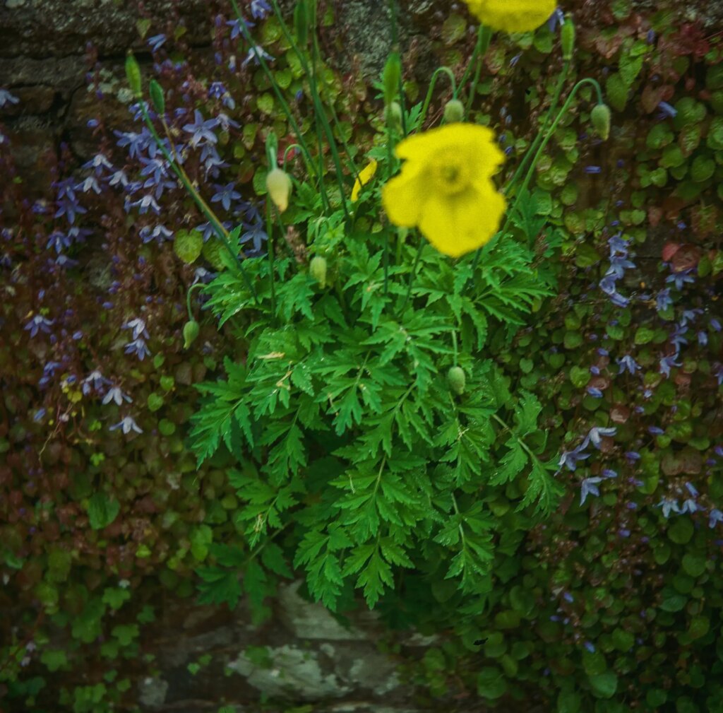 A yellow poppy growing out of a stone wall