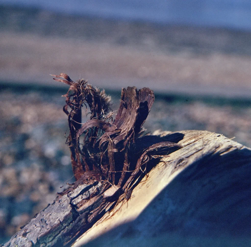 A macro photograph of sculptural wood