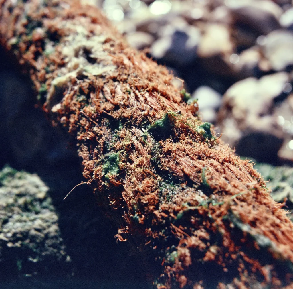 A macro photograph of a plank of wood that has been covered in moss