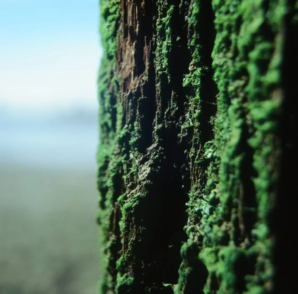 Moss-covered jetty support pillar