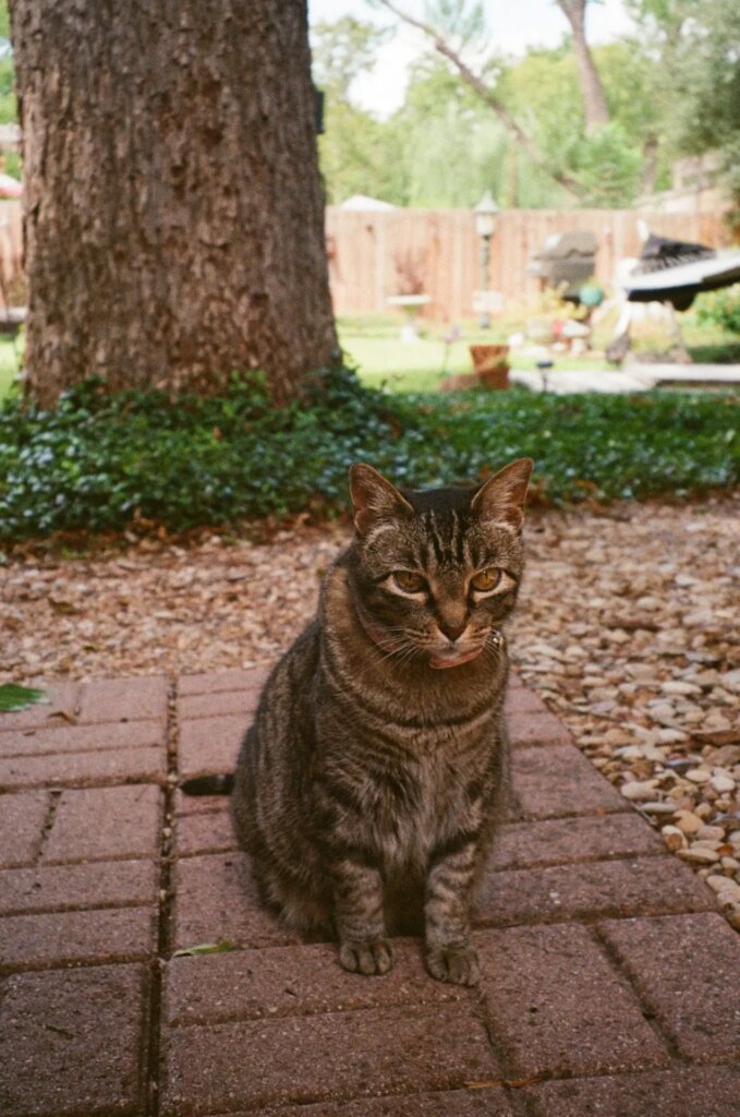 Miss Pie my Tabby cat