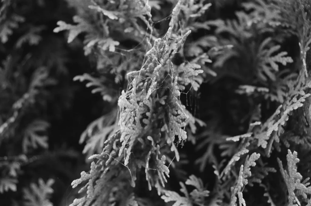 Close up of fir tree with web