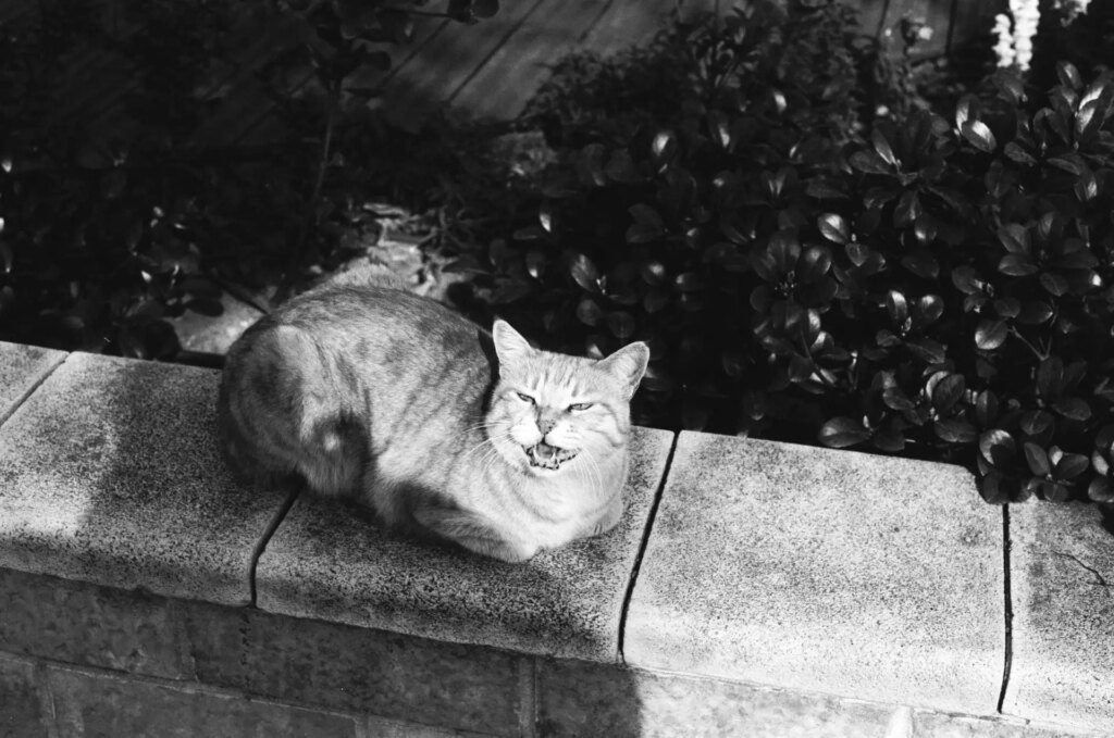 A cat bathing in the sunlight