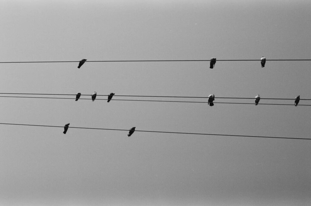 Birds on electrical lines
