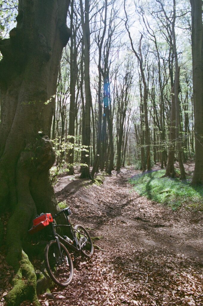 Bike in beech woods