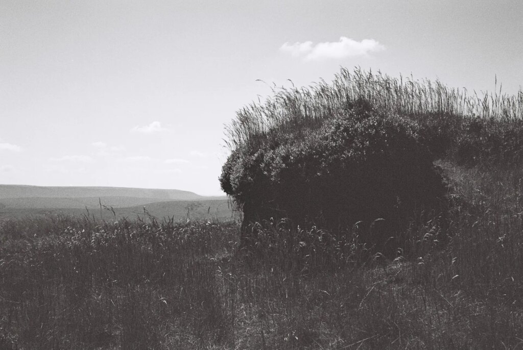 Peat and grass