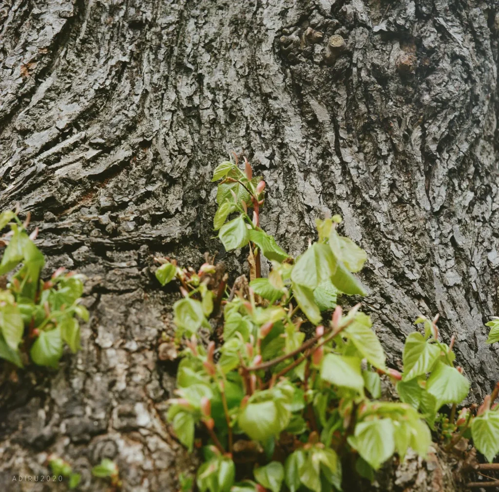 Mamiya C330 - Tree trunk shot on Portra 400 &amp; 80mm f/2.8 'Bluedot'