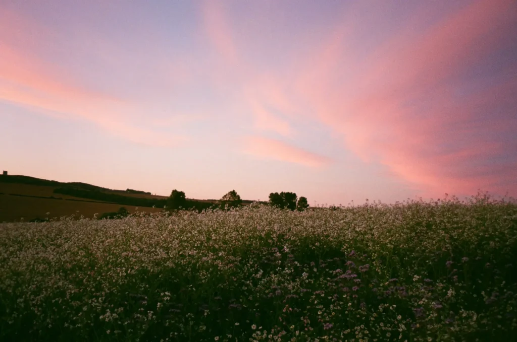 Crop flowers at dusk