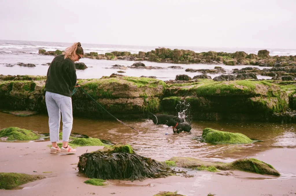 Dogs at the beach