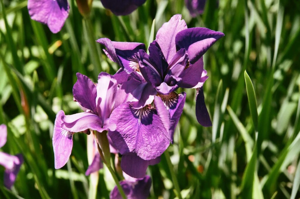 Irises - Mirai, Fuji Superia