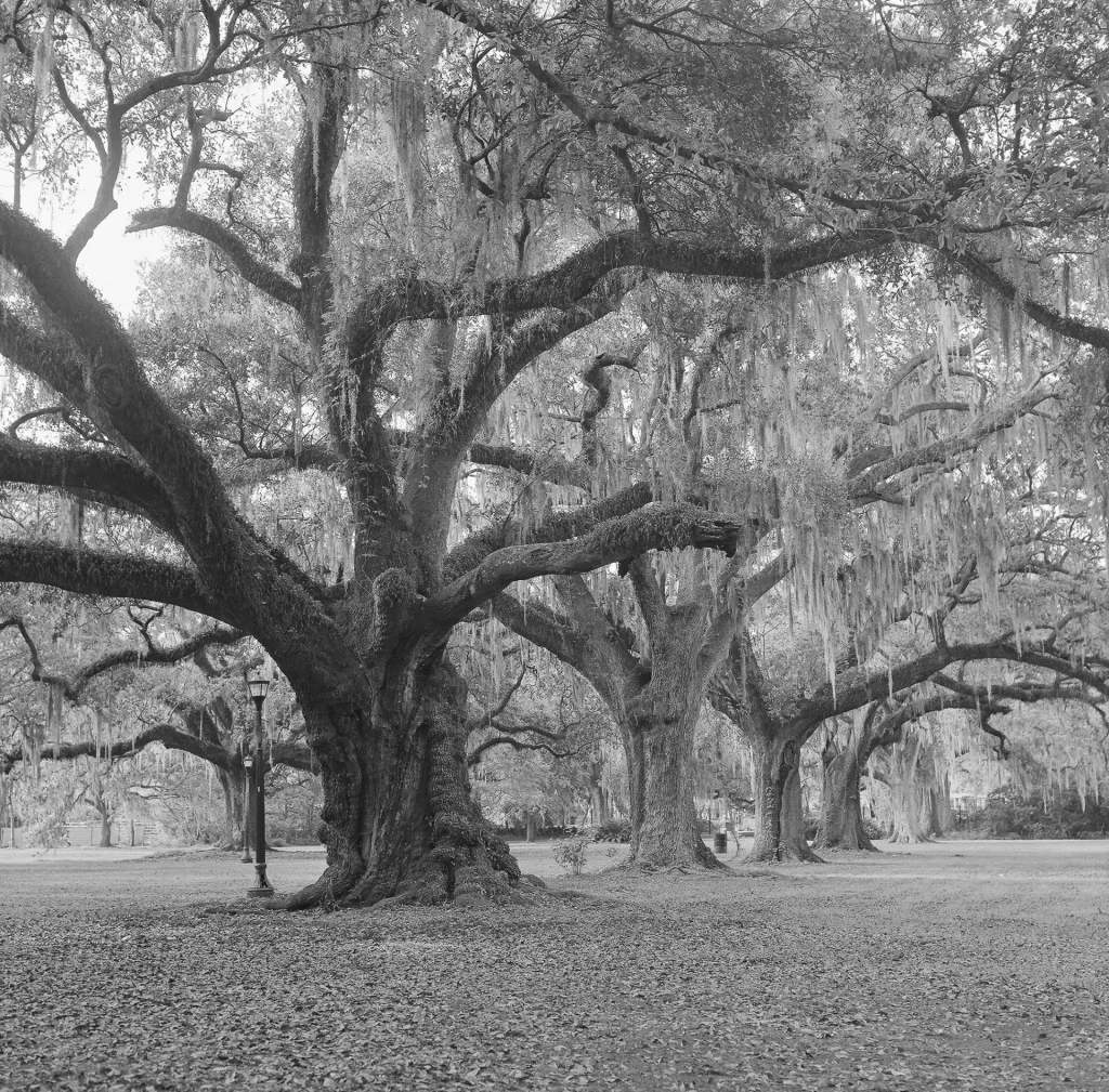 Live oaks