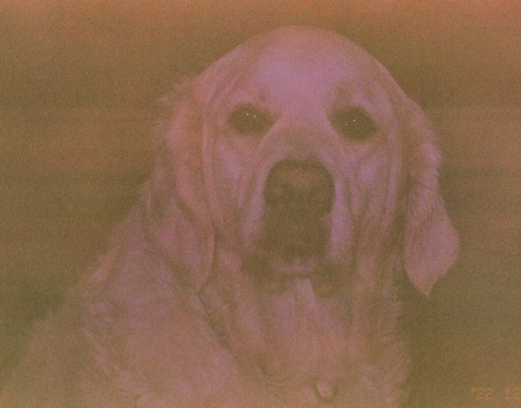 Meadow, from late 2022, with the Canon Sure Shot film that is 20 years old.