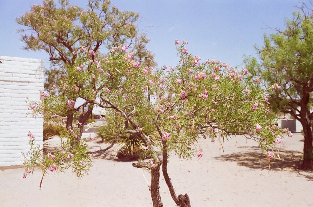 a tree in bloom in hte desert