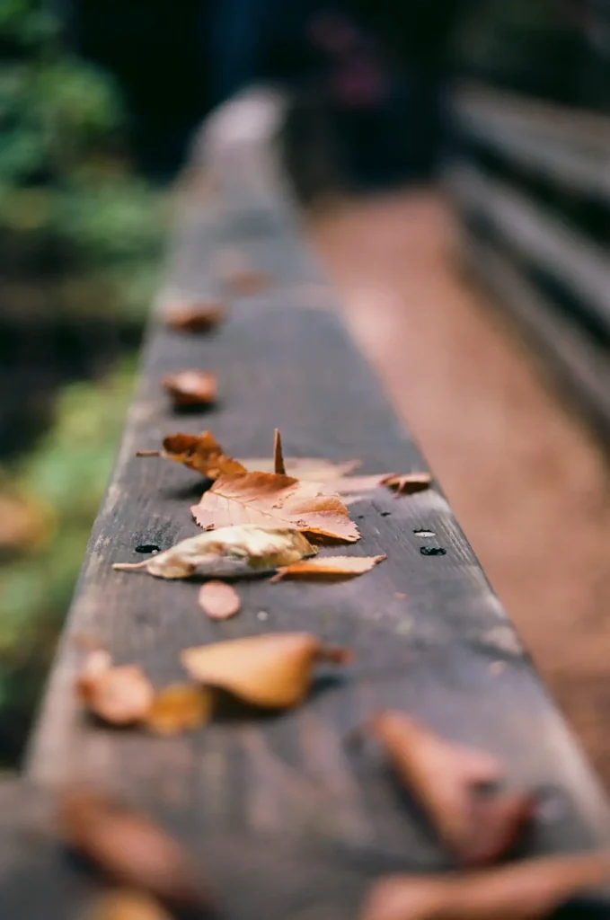 Leaves on rail