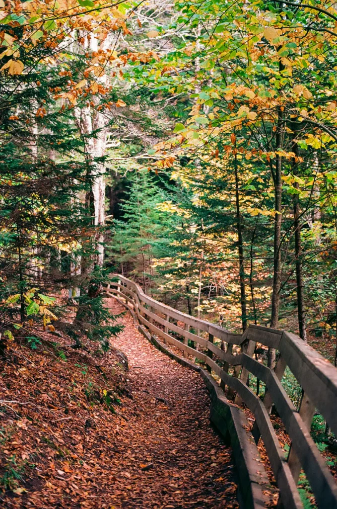 Autumn trail