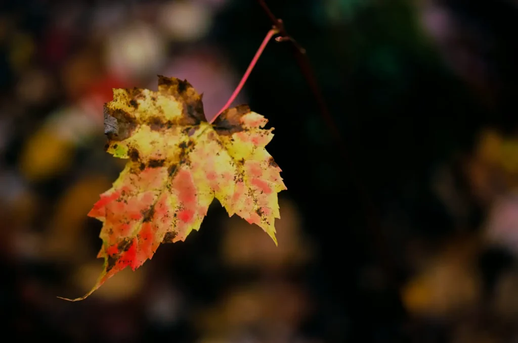 Fall Leaf