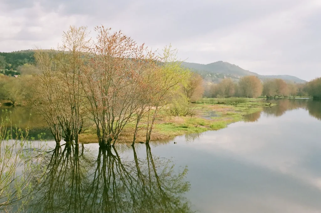 Trees reflected in river