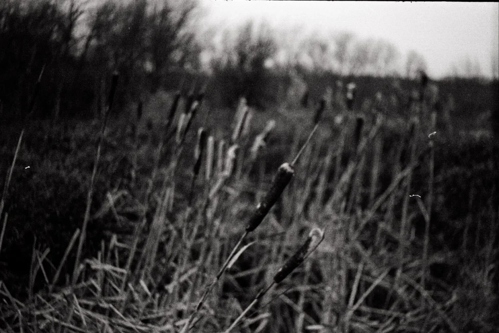 Bullrushes - Bedfordshire