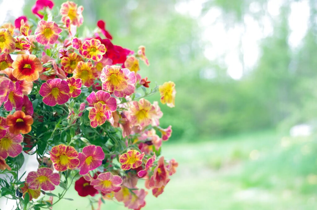 Flowers in early summer