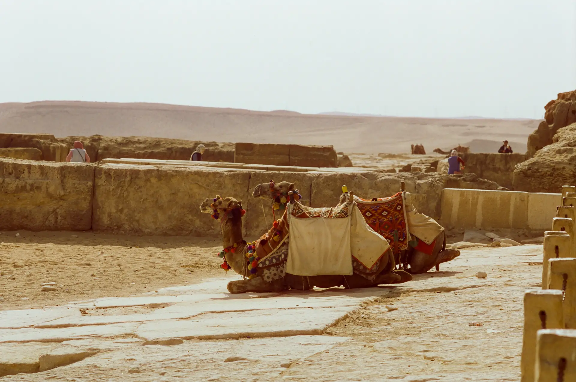 Two camels resting 
