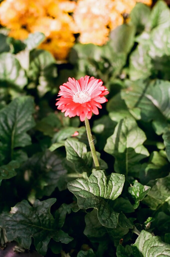 colorful flower taken on luminar 100