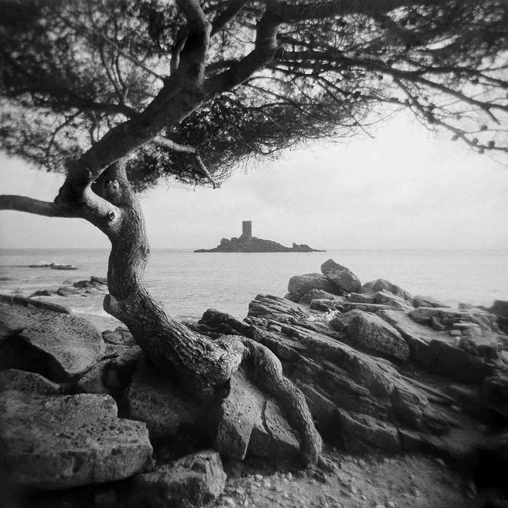 black and white image of tree in foreground with island in the background
