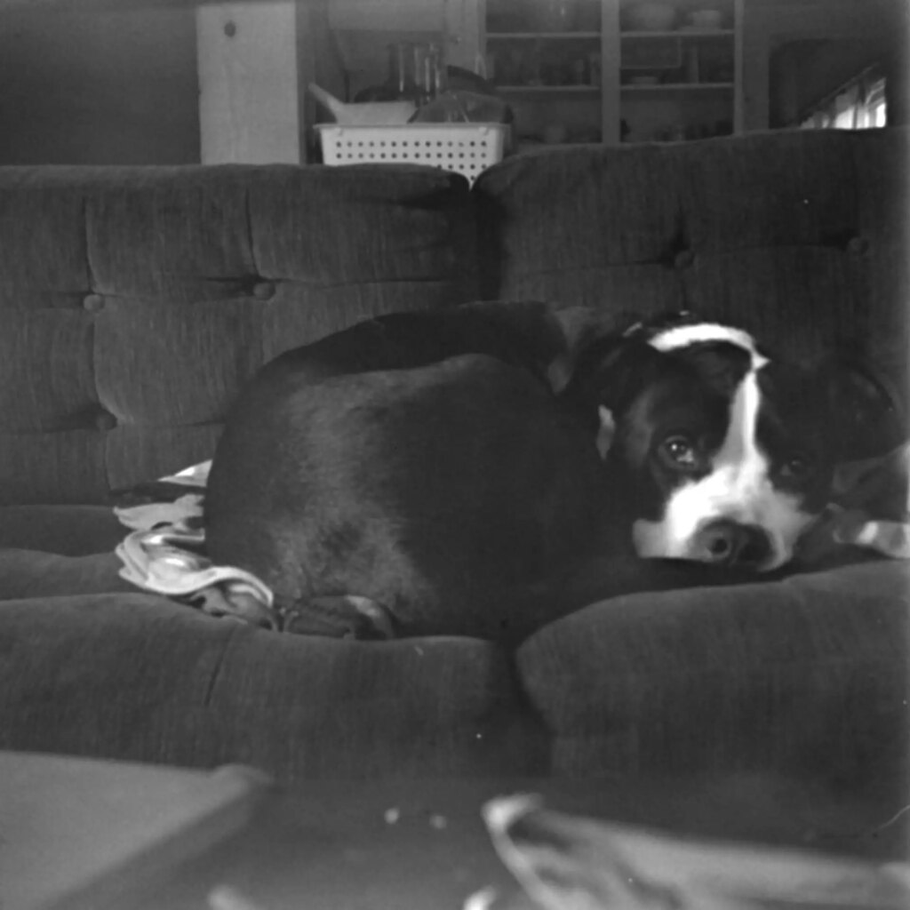 A black-and-white photo of a black-and-white dog sleeping on a dark couch