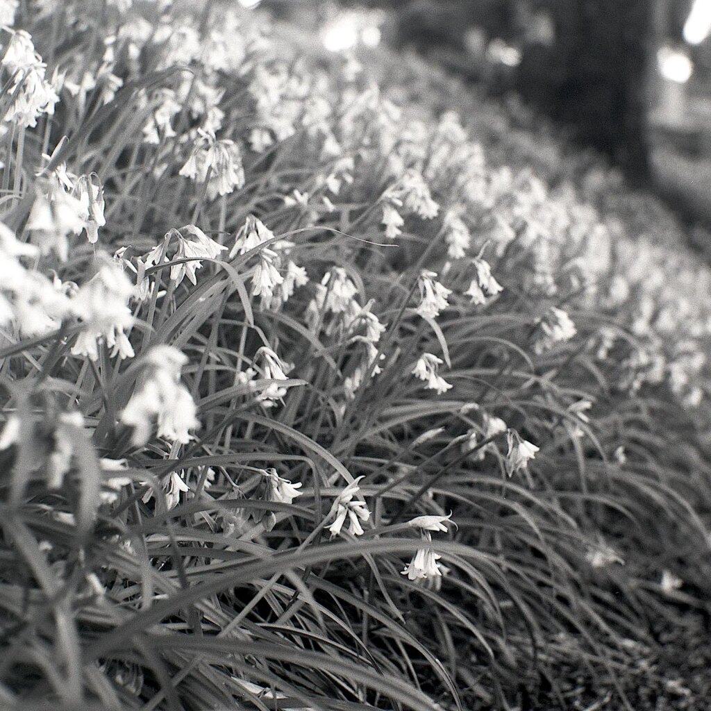 Spring flowers.