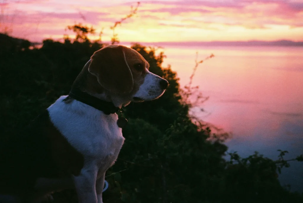 Existential beagle