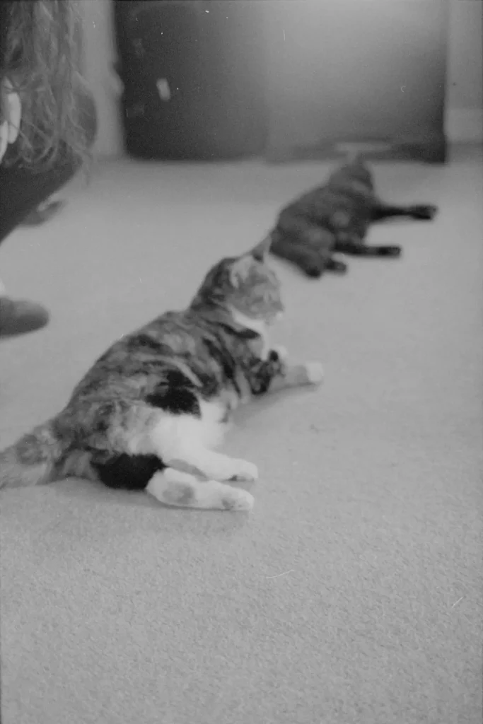 Two cats lying on the floor