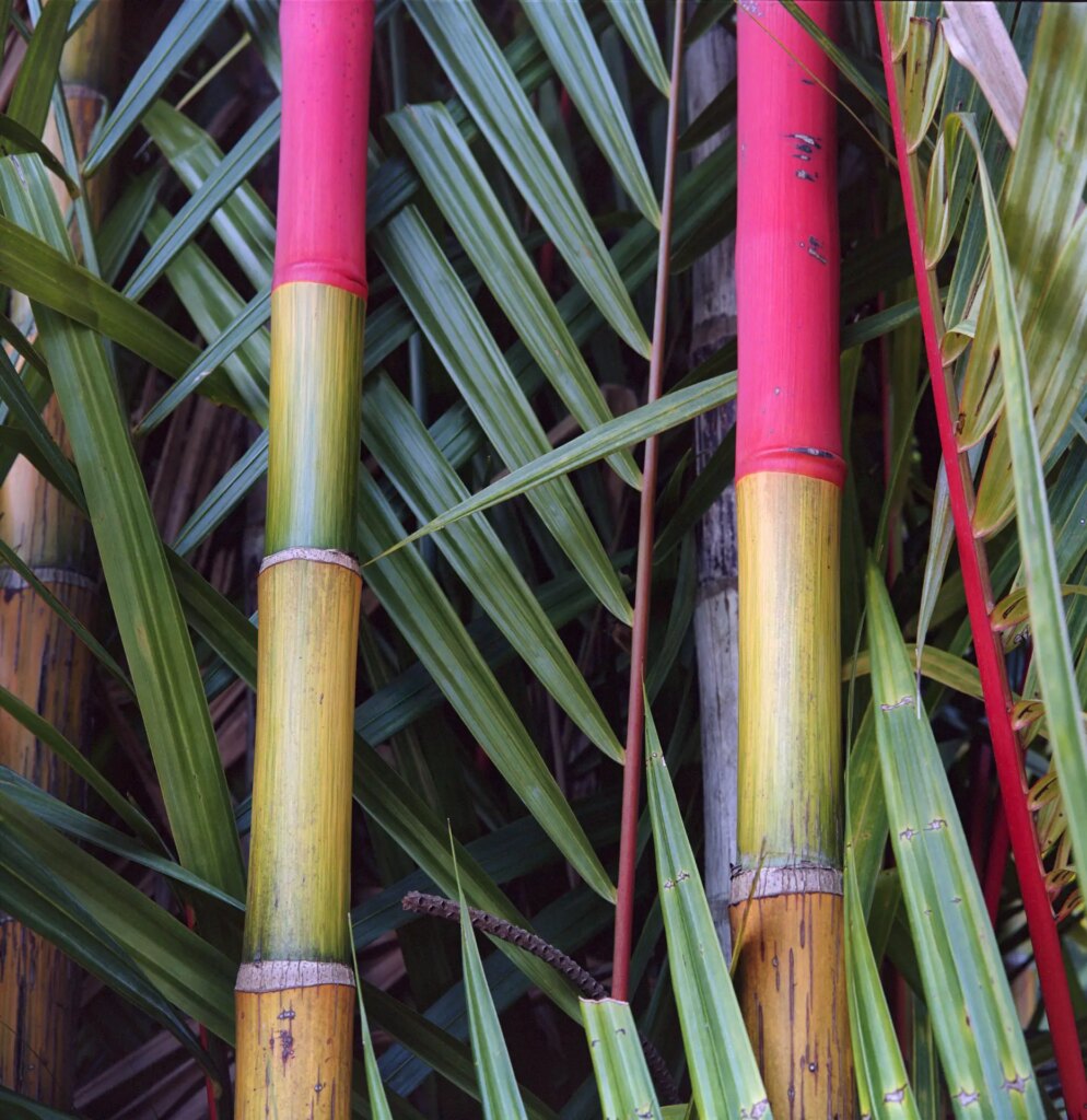 1 Lipstick palms (Cyrtostachys renda). Mamiya 6MF and close-up lens. F11. Portra 160.