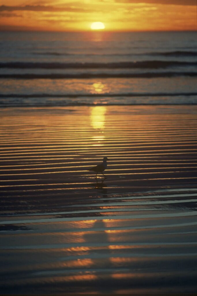 1 A Pacific Gull on the beach at Wamoon (Also known as Wilson’s Promontory), Victoria, at sunset. Nikon F801, Ai-s Nikkor 135mm F2.8. I remember making this exposure at F2.8 due to the low light level. 1990.