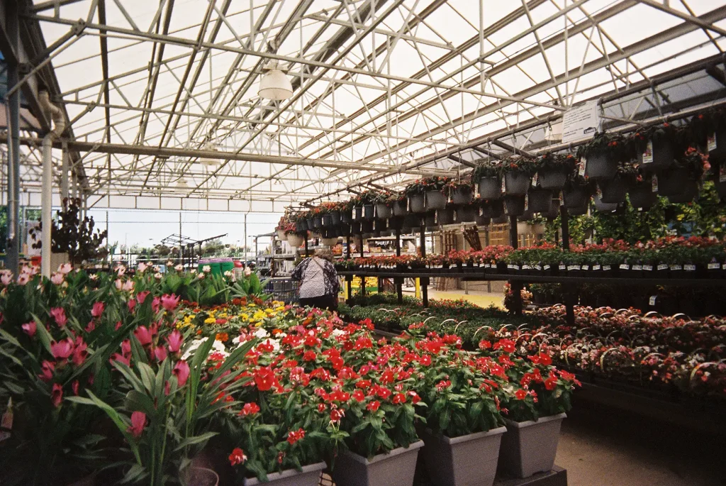 Rows of plants and a single person at a local garden centerin July 2020, taken with a White Slim Angel 35mm point and shoot film camera.