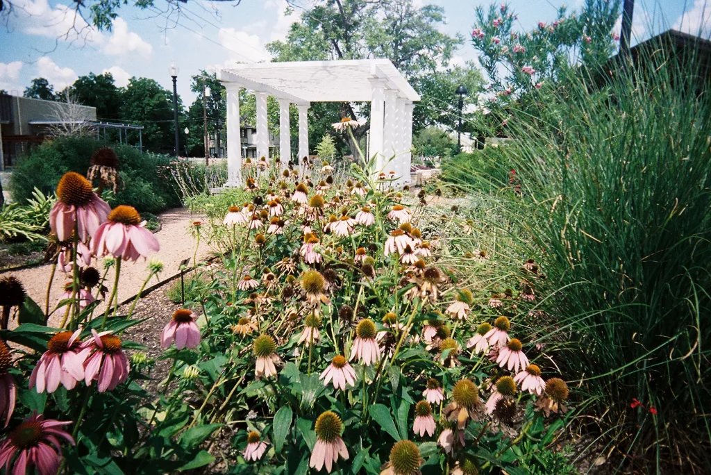 Flowers in the foreground and a pergola in the background at a local park, taken with a White Slim Angel 35mm point and shoot film camera.