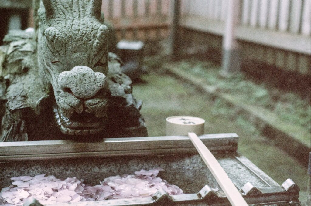 A Chōzubachi, a place to wash your hands at the entrance of a shrine with flower petals in the water