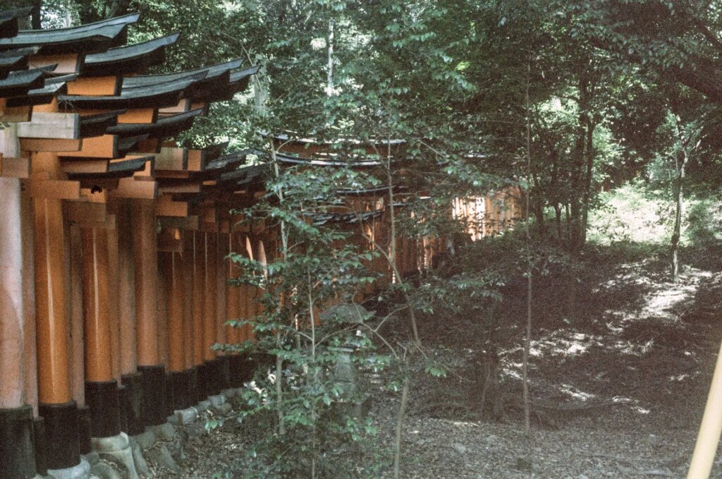 The outside of the torii gate trail under the tree canopy