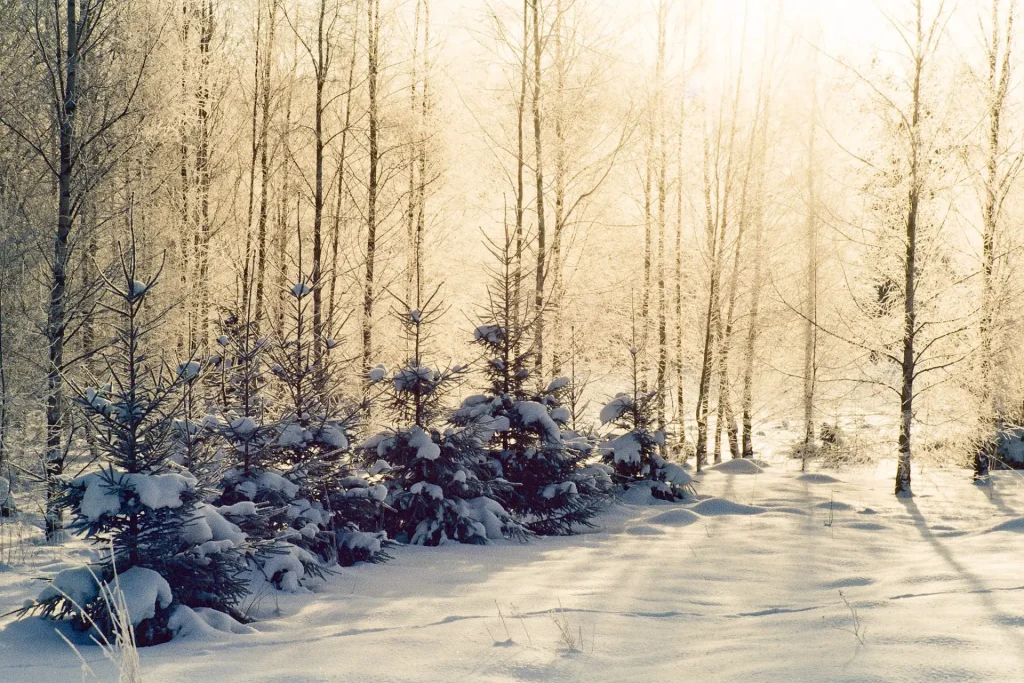 Photo of few christmas trees in sunlight and snow taken on slide film.