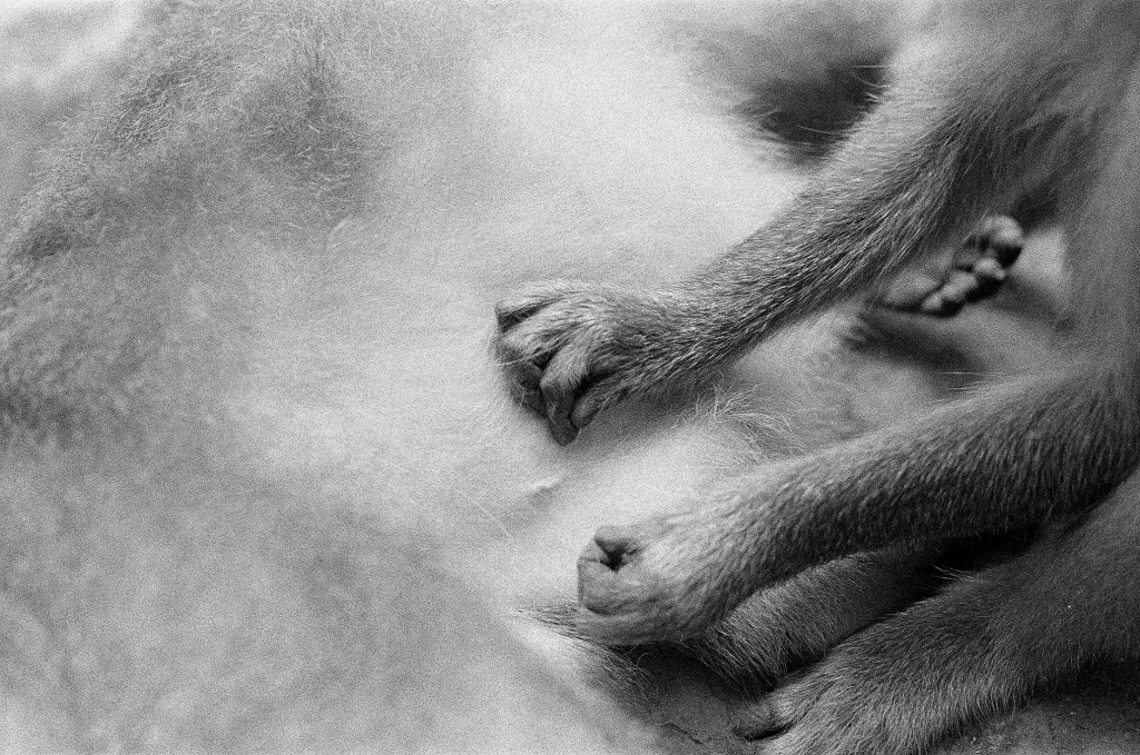 Teeny tiny fury human hands - Kodak Tri-X 400