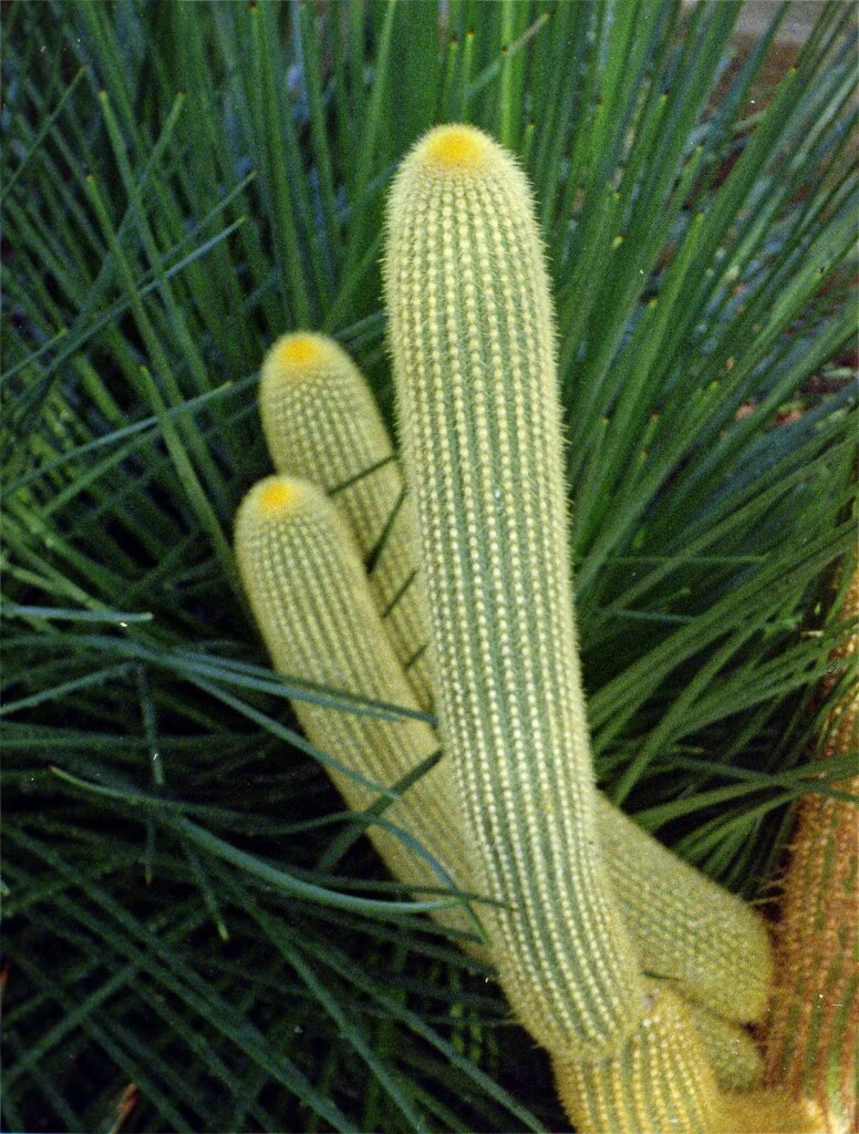 Minolta Autopak 460 Tx close up of cactus in Dunedin Botanic Gardens Tropical House.