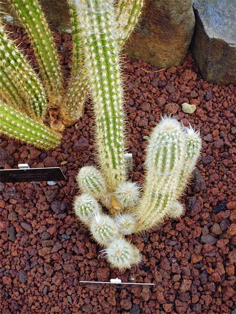 Minolta Autopak 460 Tx close up of cactus in Dunedin Botanic Gardens Tropical House.