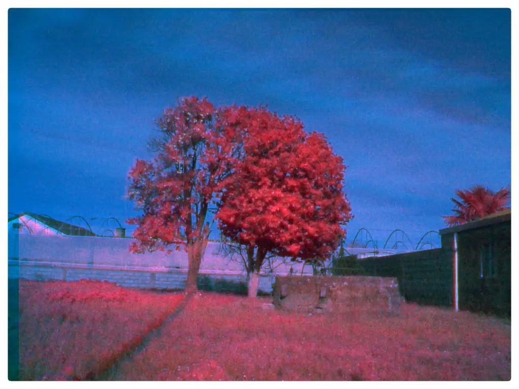 Infrared trichrome of a tree