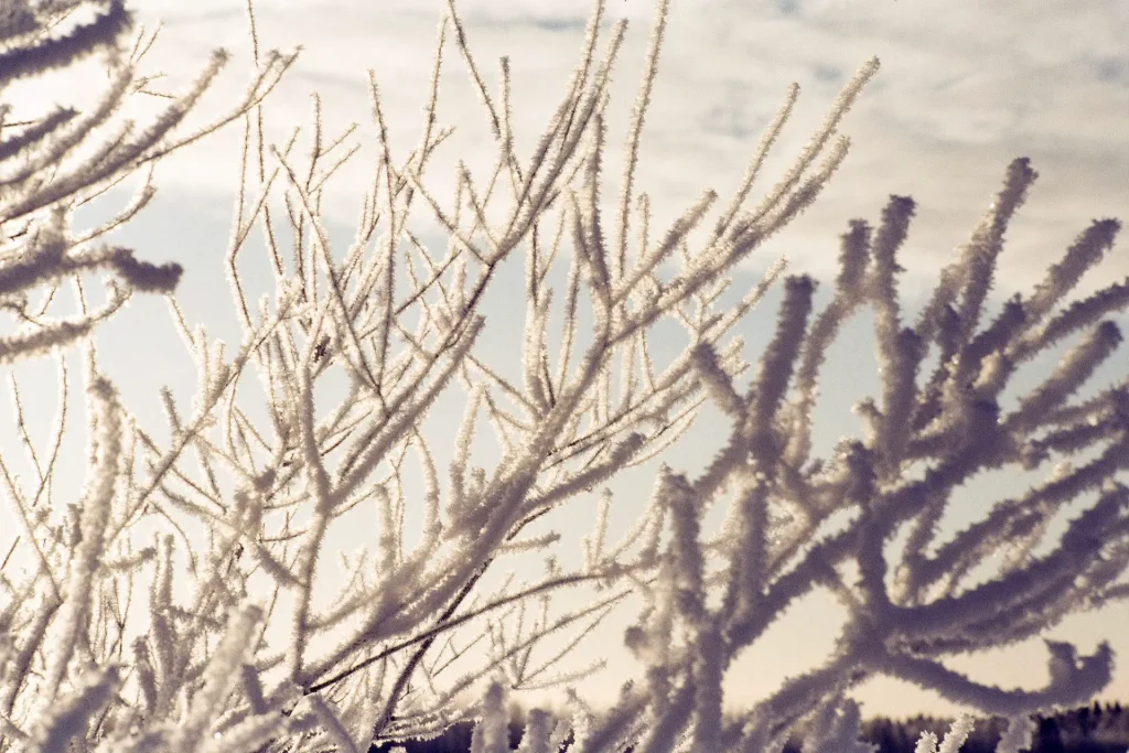 Photo of a closeup of a tree covered in frost taken on slide film.