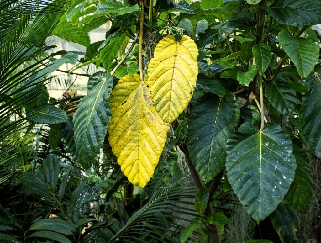 Minolta Autopak 460 Tx close up of foliage in Dunedin Botanic Gardens Tropical House.