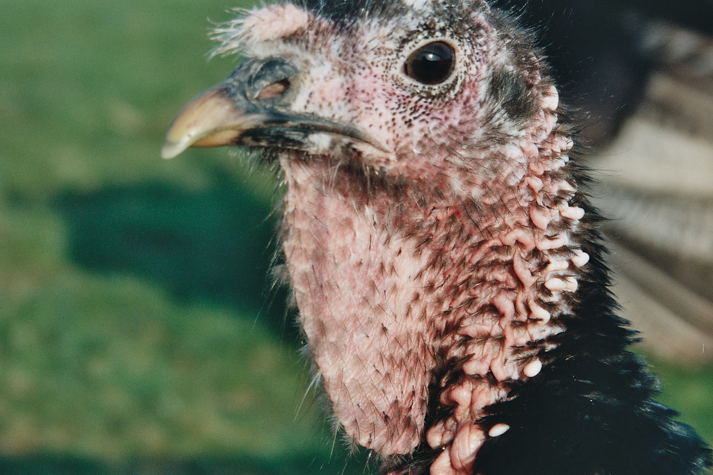 turkey too close