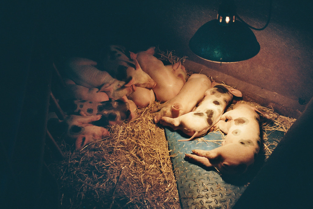 pigs under a heat lamp