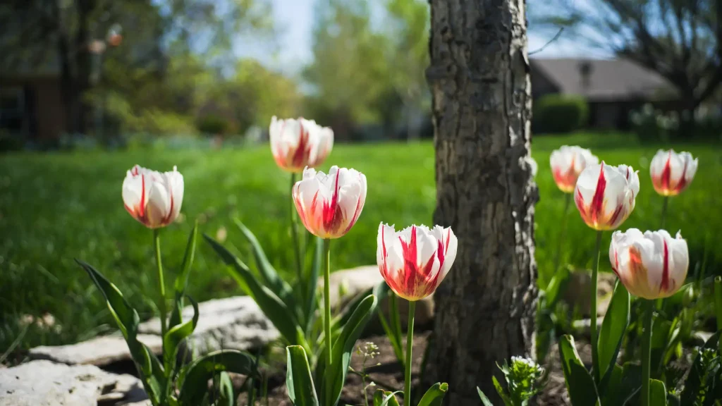 Tulips - note the bokeh in the background (f/2.5)