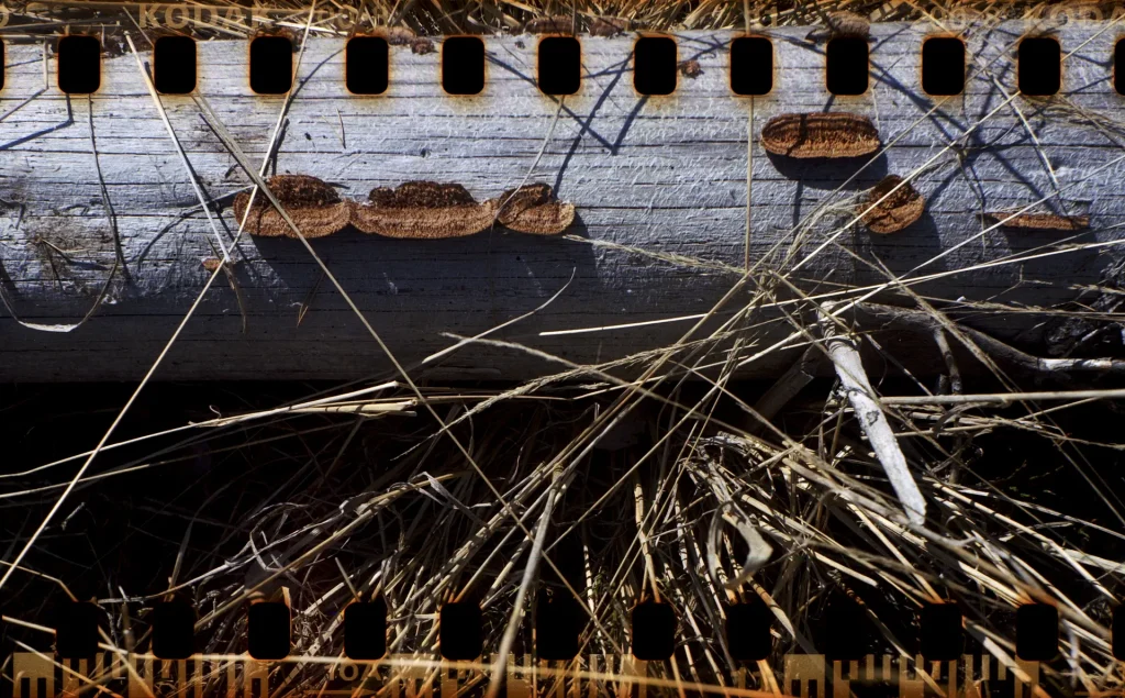 Log with some polypores