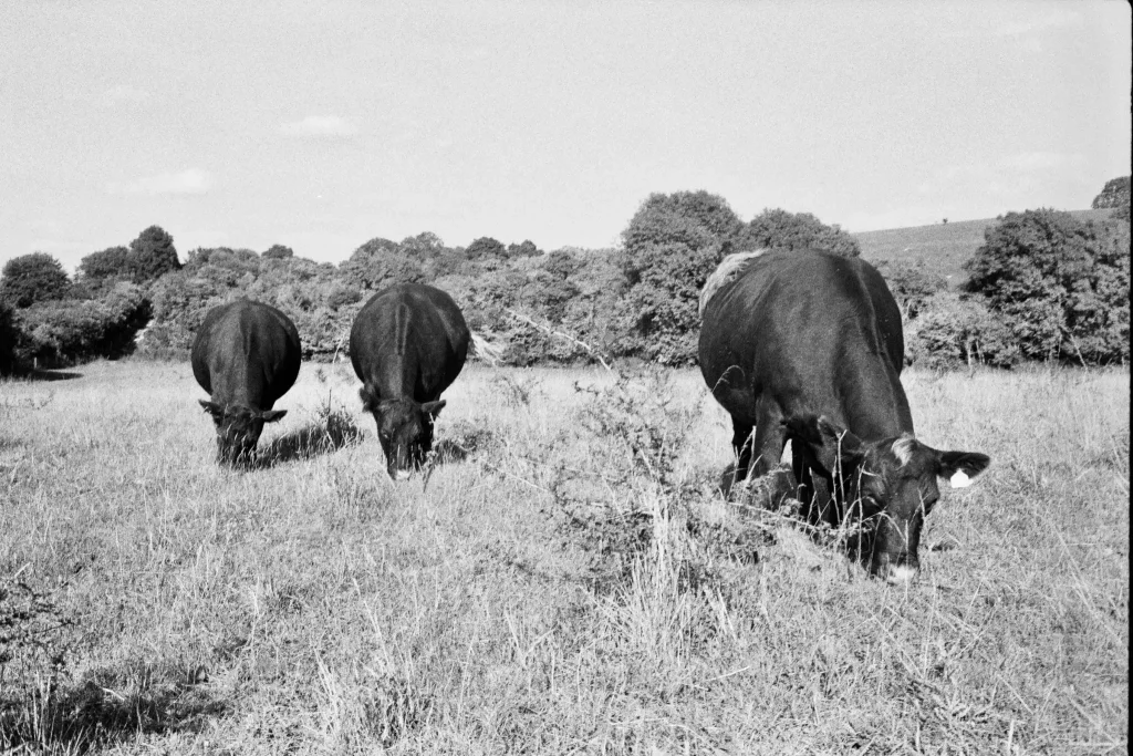 Advancing Cows Ilford HP5+ Olympus 35SP